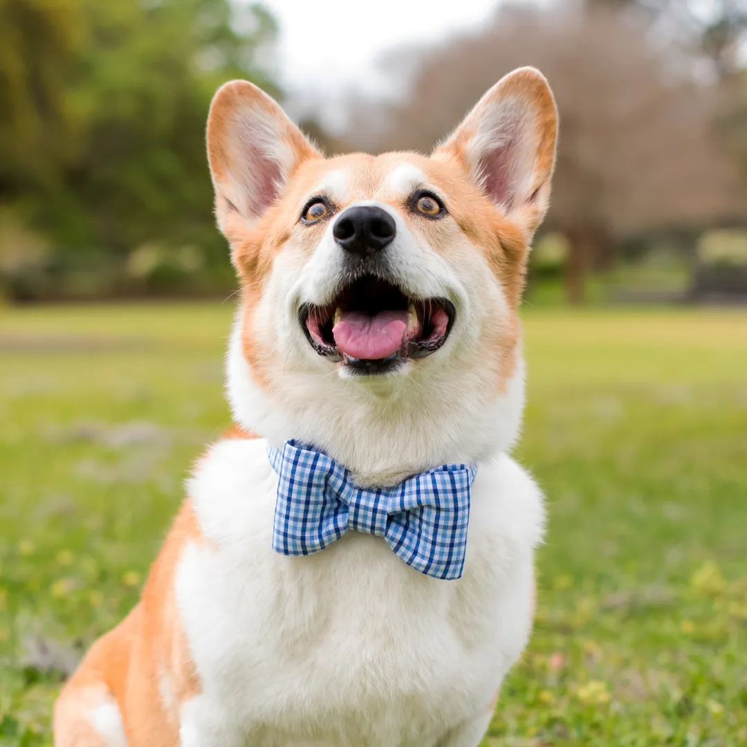 Bennett Blue Gingham Bow Tie Collar